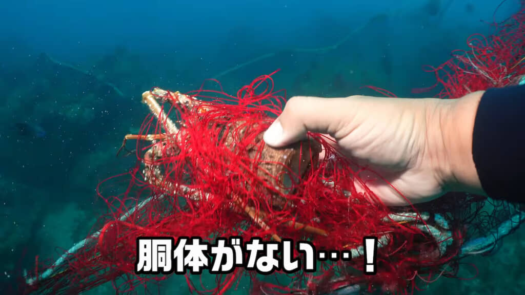 胴体をタコに食べられたイセエビ