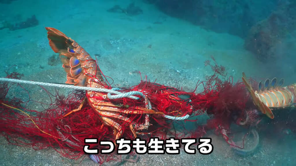 2匹のイセエビが生きた状態でかかっていた
