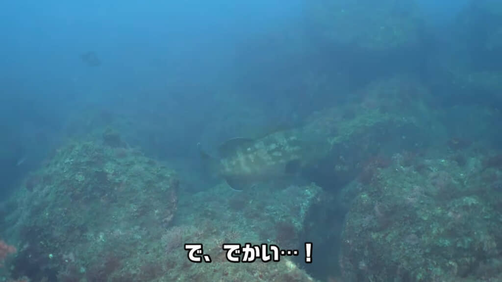 大きなクエが泳いでいた
