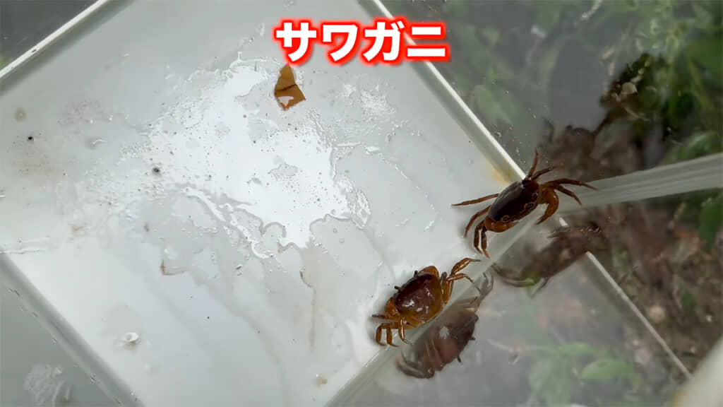 100均の罠の中にサワガニが入っていました