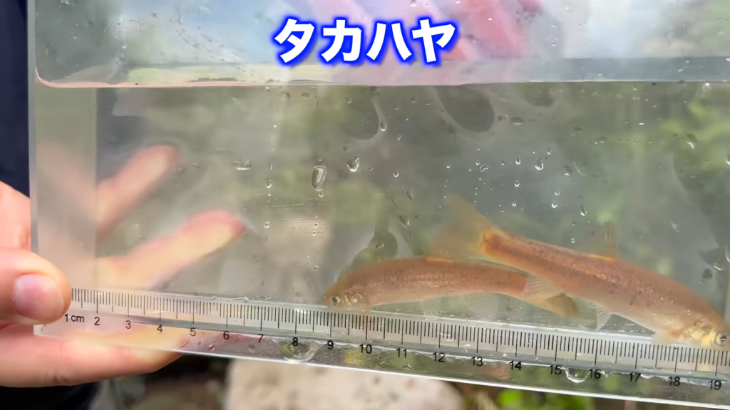 罠にはタカハヤの姿もありました