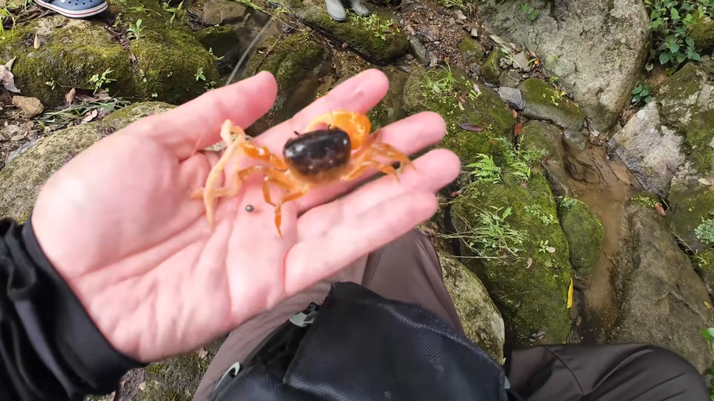 大きなハサミを持つサワガニが釣れました