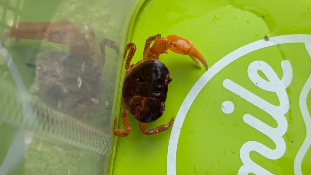 甲羅が割れ、片方のハサミが取れてしまっているサワガニ