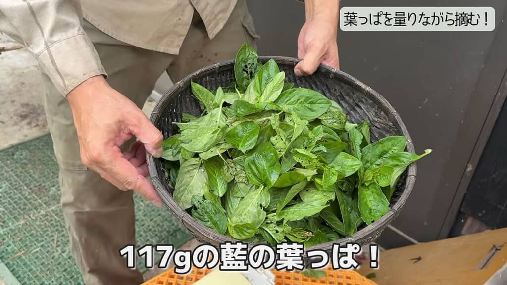 117グラムの藍の葉