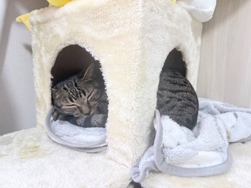 おやすみなさーい