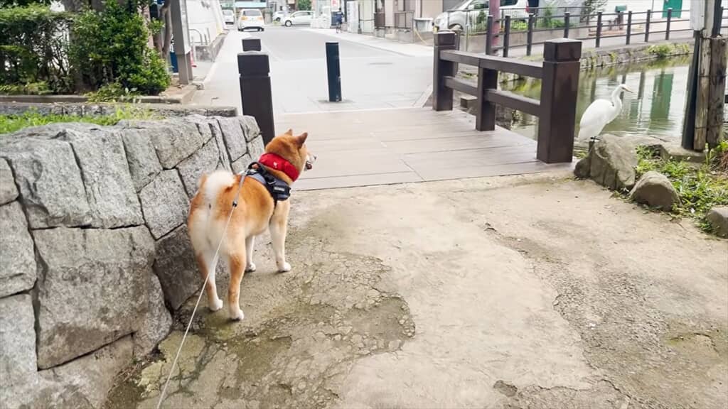 サギに会ってる!