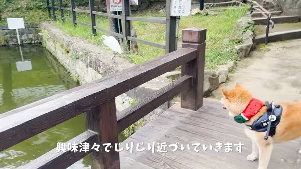 生まれて初めてサギに会ったこたつ君。興味津々です