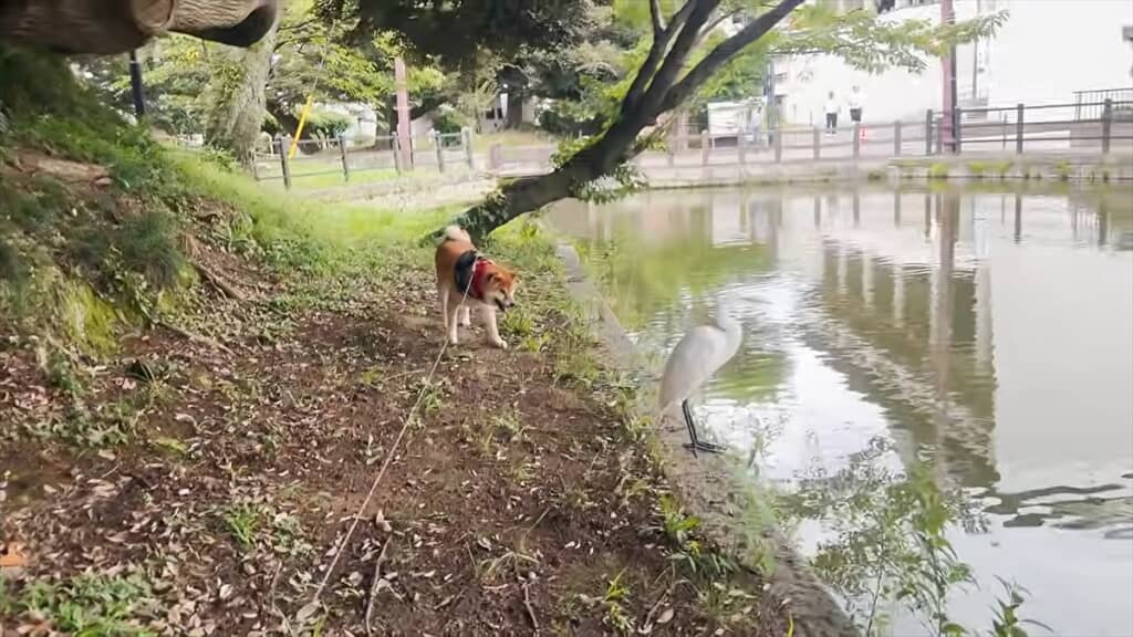 勇気を出して距離を詰めるこたつ君