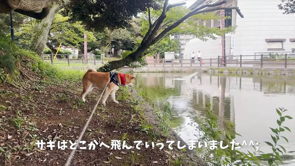 サギは飛んでいってしまいました
