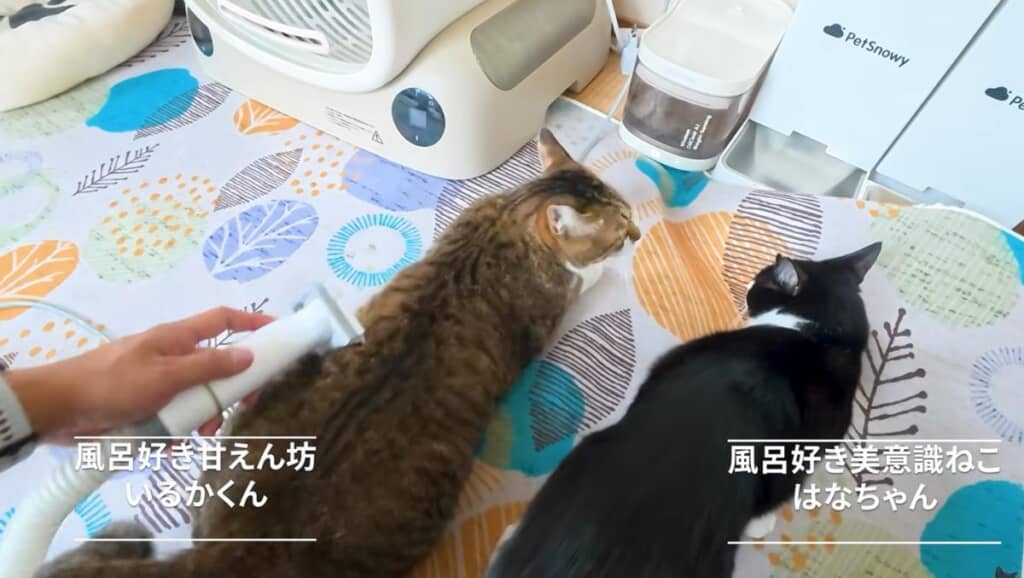お風呂好きな猫たち