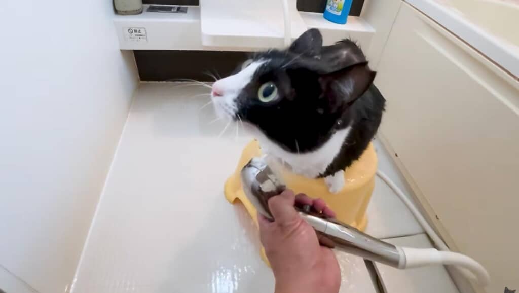 ハナちゃんから洗っていきます