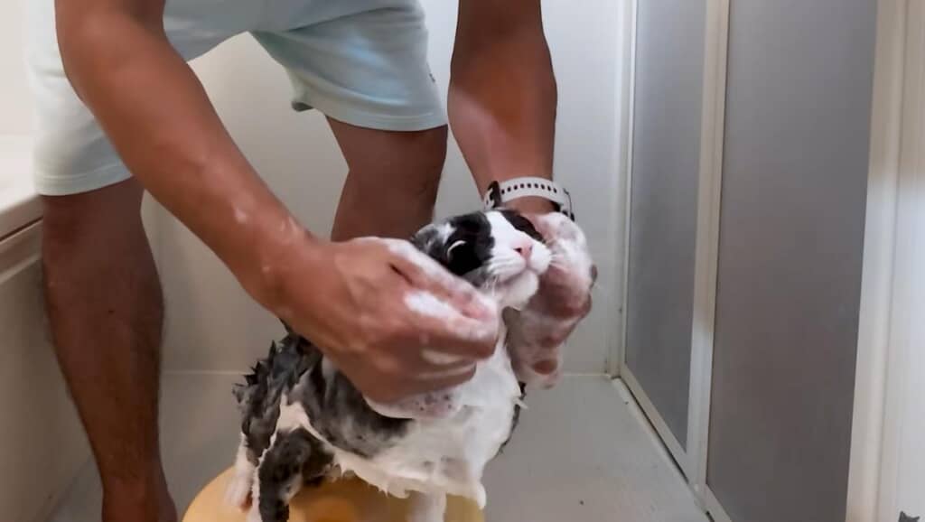 気持ちよさそうにシャンプー