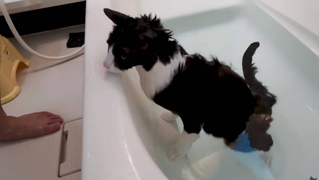 大好きな湯船へ