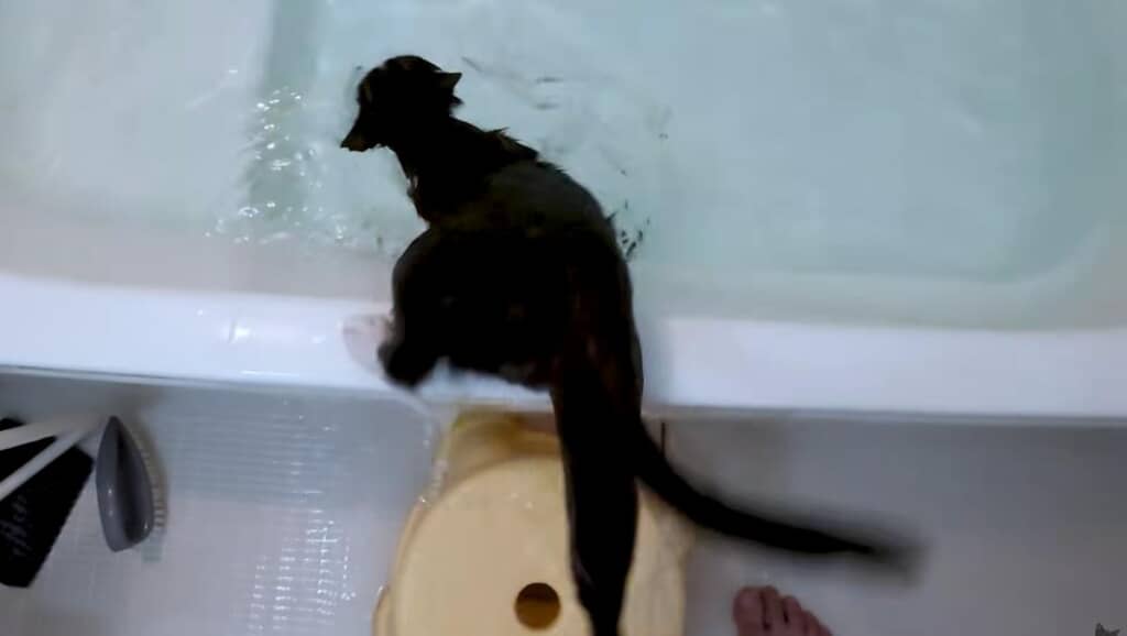 上ろうとしたら……