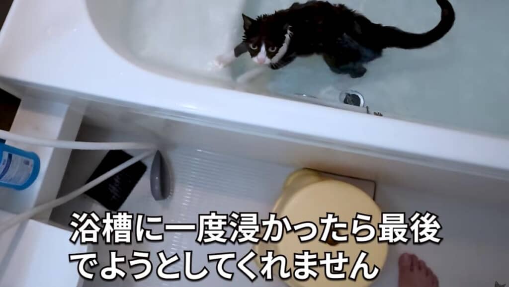 自ら湯船に戻るハナちゃん