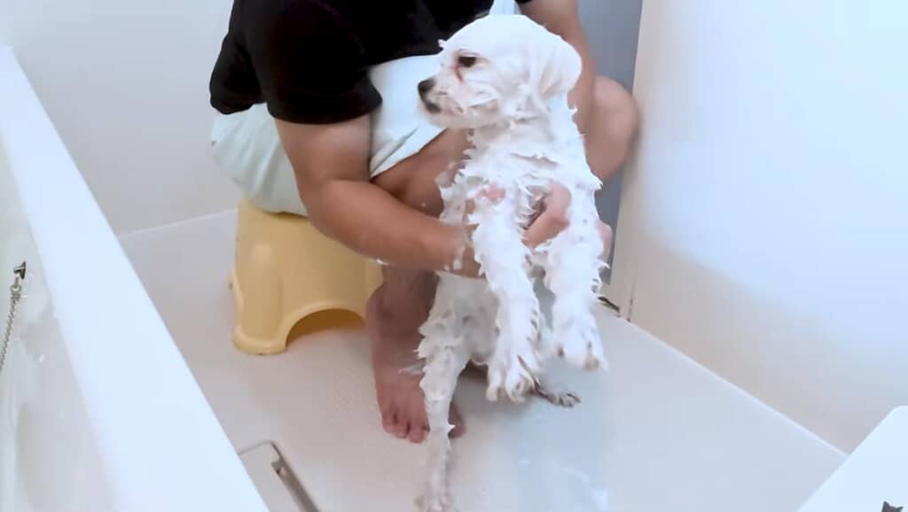 ハナちゃんを湯船に入れつつ、とうふくんを洗うことに