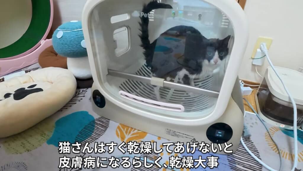 皮膚病にならないようしっかり乾燥
