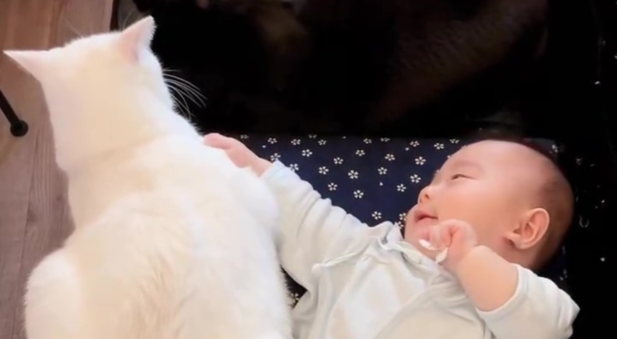 生まれたばかりのころから猫と一緒だった赤ちゃん→8年後の姿に「種を超えた兄弟」「涙が勝手に」と79万再生（1/3） | 猫 ねとらぼ