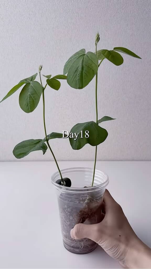 すくすく成長