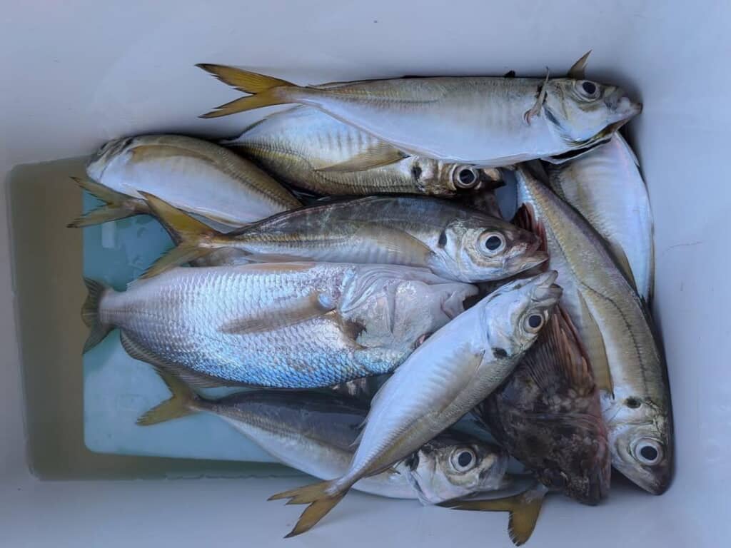 アジなどの魚が入っているクーラーボックス