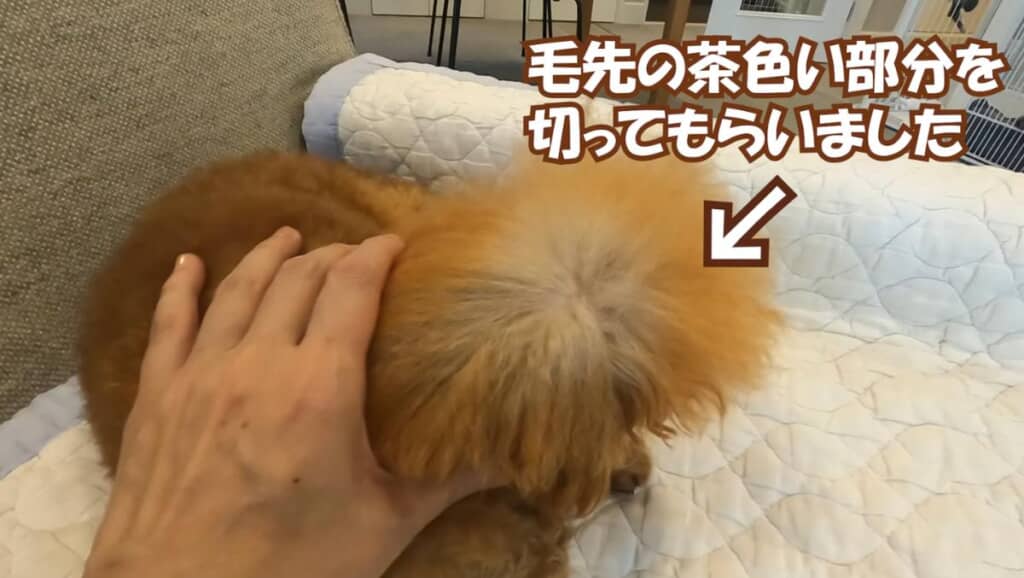 ぽん太くんに白い毛が生えてくるように