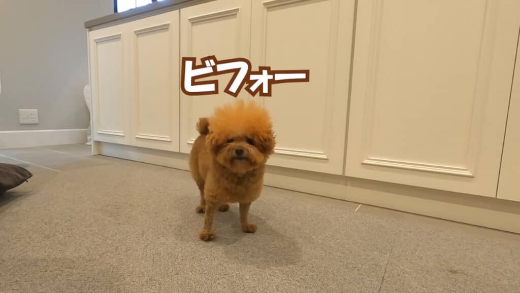 ビフォー