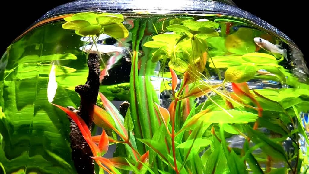 水草の隙間を通り抜けるメダカ