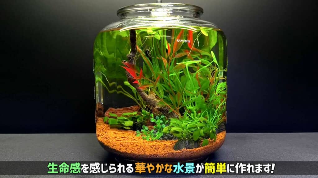 浮草や小さな水草も置いて完成した水槽