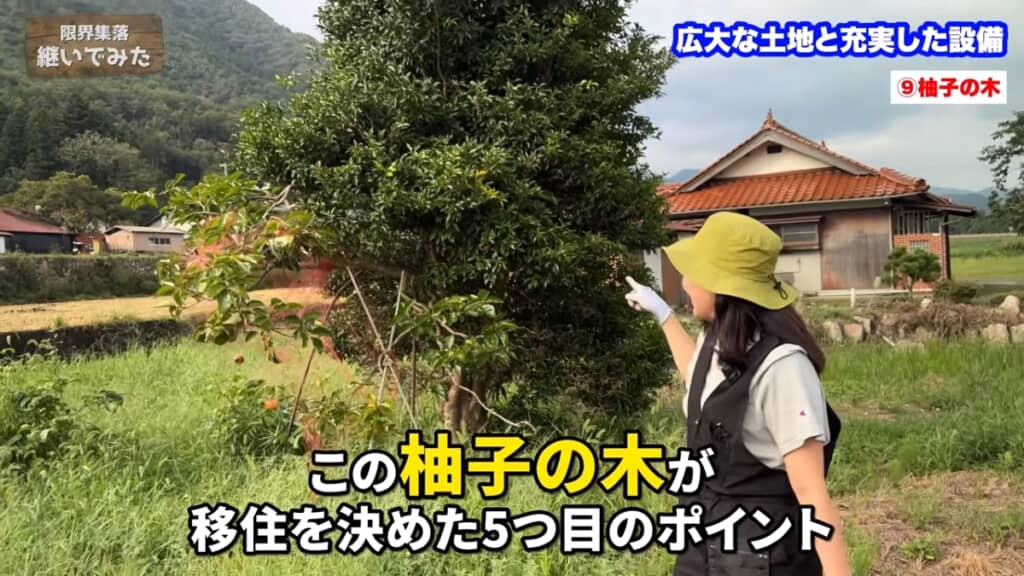 庭にある大きなゆずの木