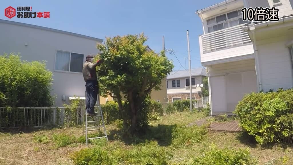 枝も剪定して整えます