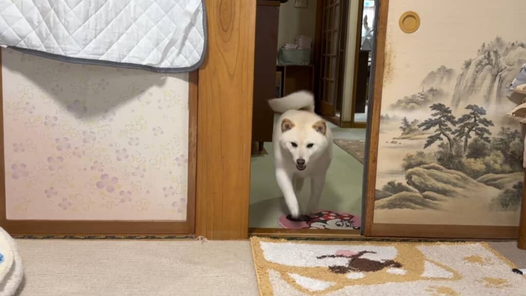 はるちゃんが登場