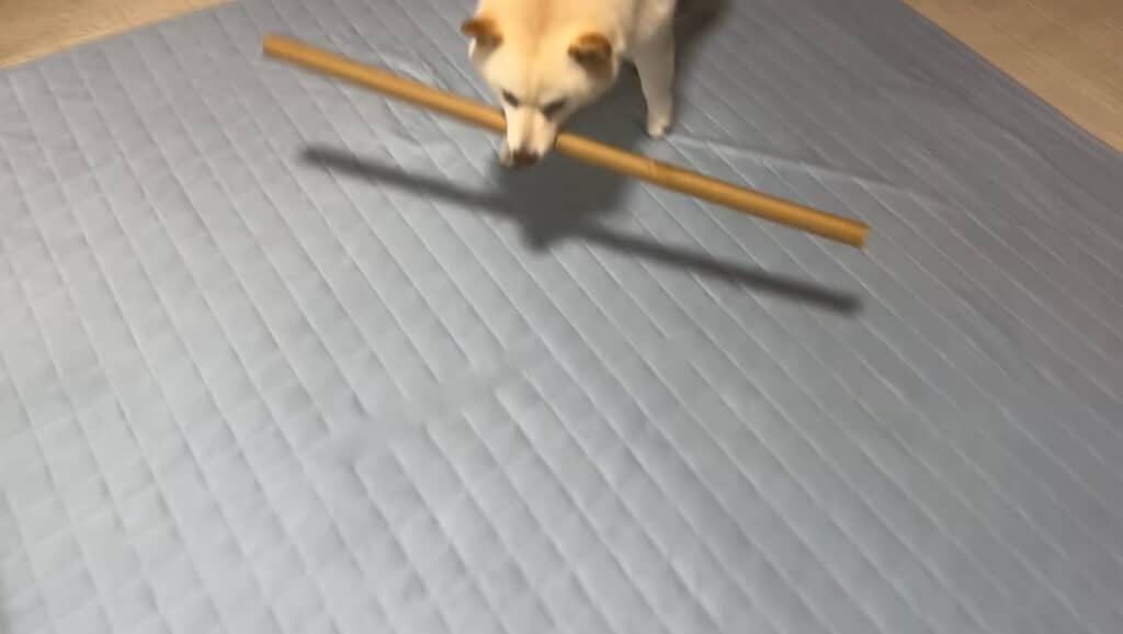 早速、棒をゲット