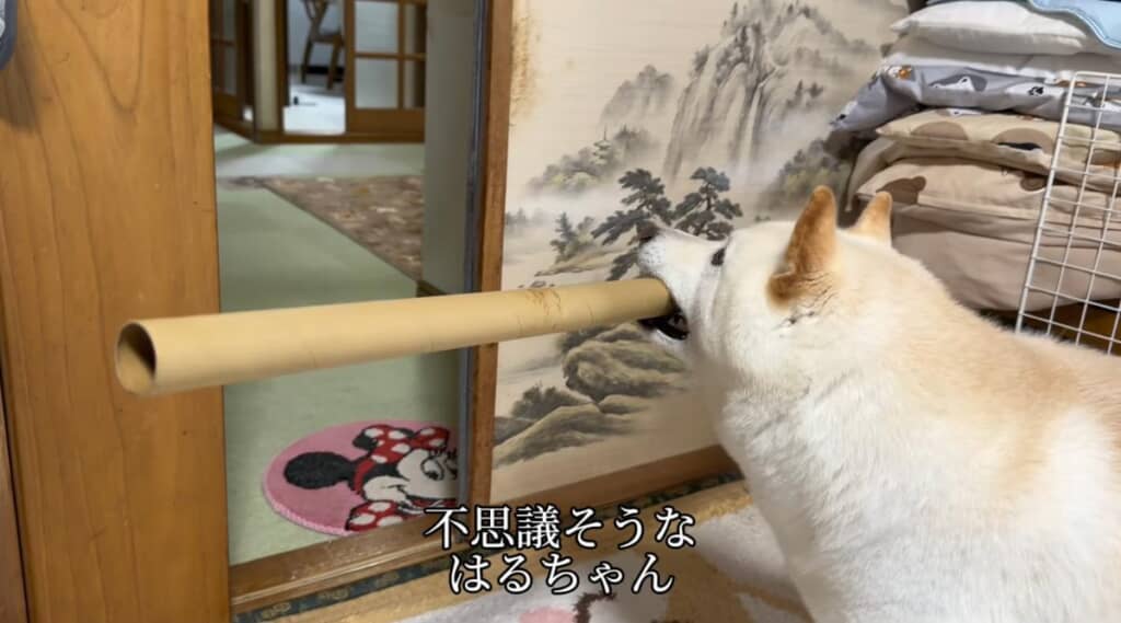 不思議そうな表情のはるちゃん
