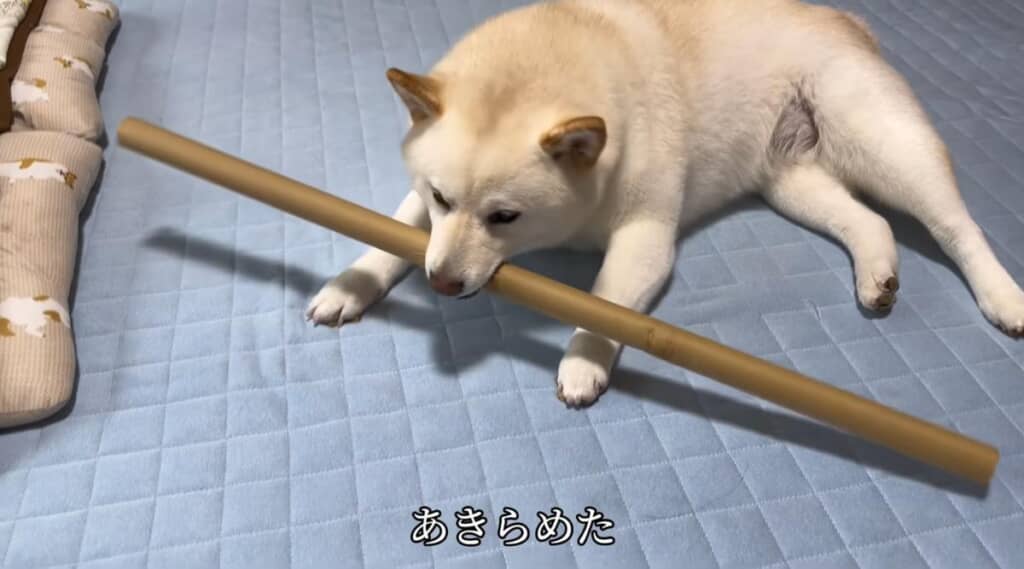 諦めて座り込んでしまいました
