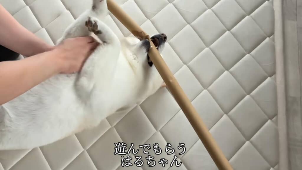 棒をくわえたまま遊んでもらいました
