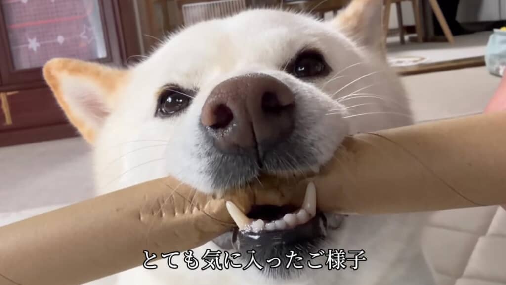 棒を気に入った様子