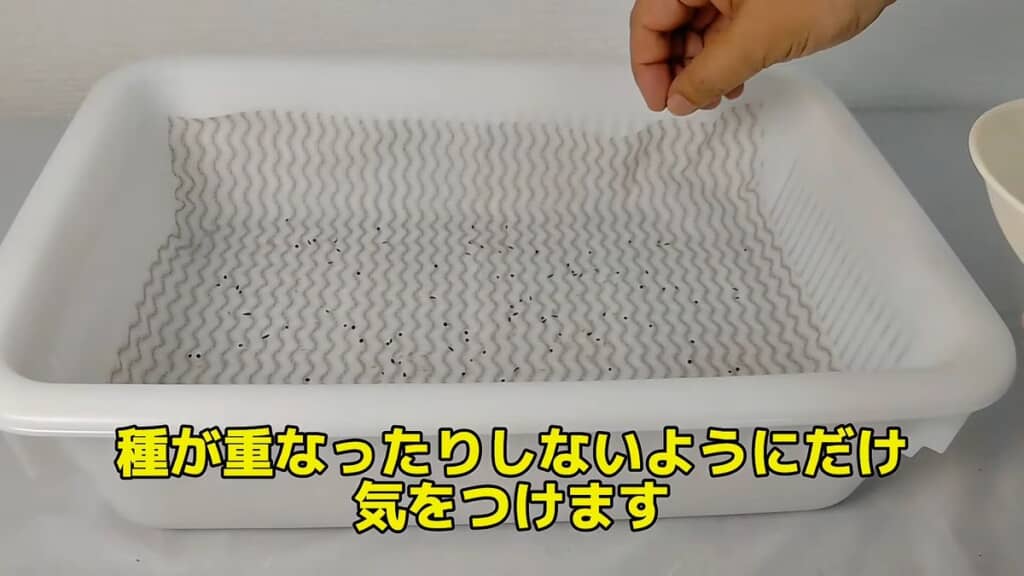 重ならないよう注意しながら種をまく