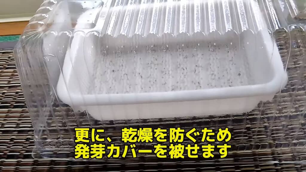 栽培容器にかぶせた透明なカバー
