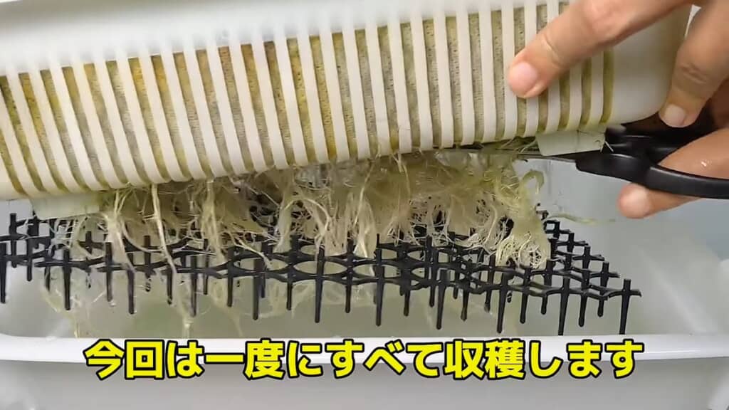 カゴから伸びているベビーリーフの根をハサミで切る