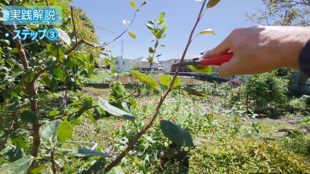 根元ではなく先端付近を切る