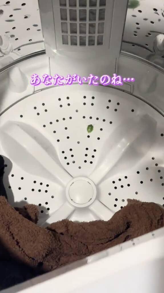 洗濯機の中をよく見ると、なんと1匹のカメムシが!