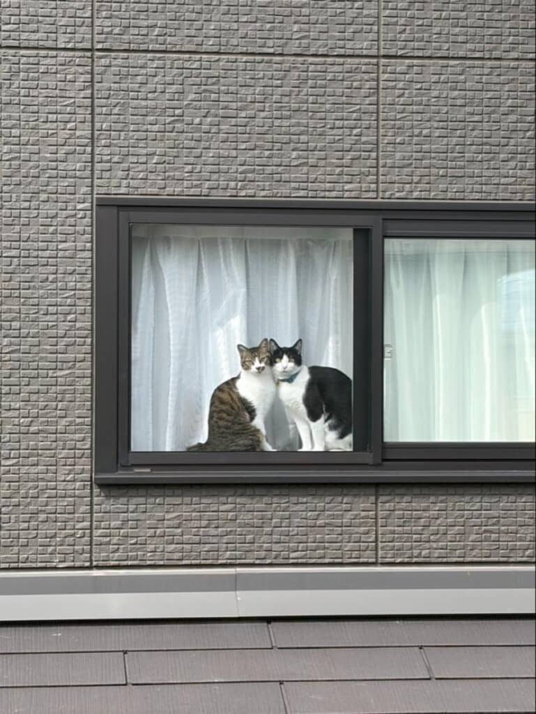 お隣さんから送られてきた愛猫の写真