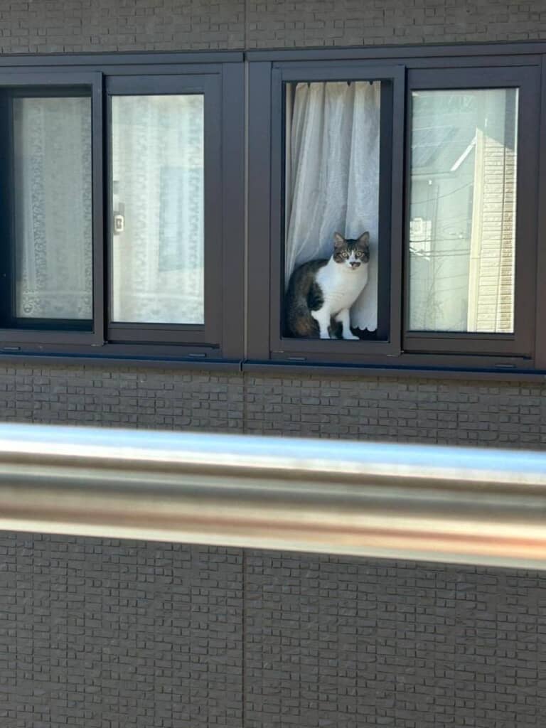 飼い主「何してんの君たち」→お隣さんが送ってきた“まさかの1枚”に「見せびらかし」「ちゃんとカメラ目線」（画像） | 猫 ねとらぼ