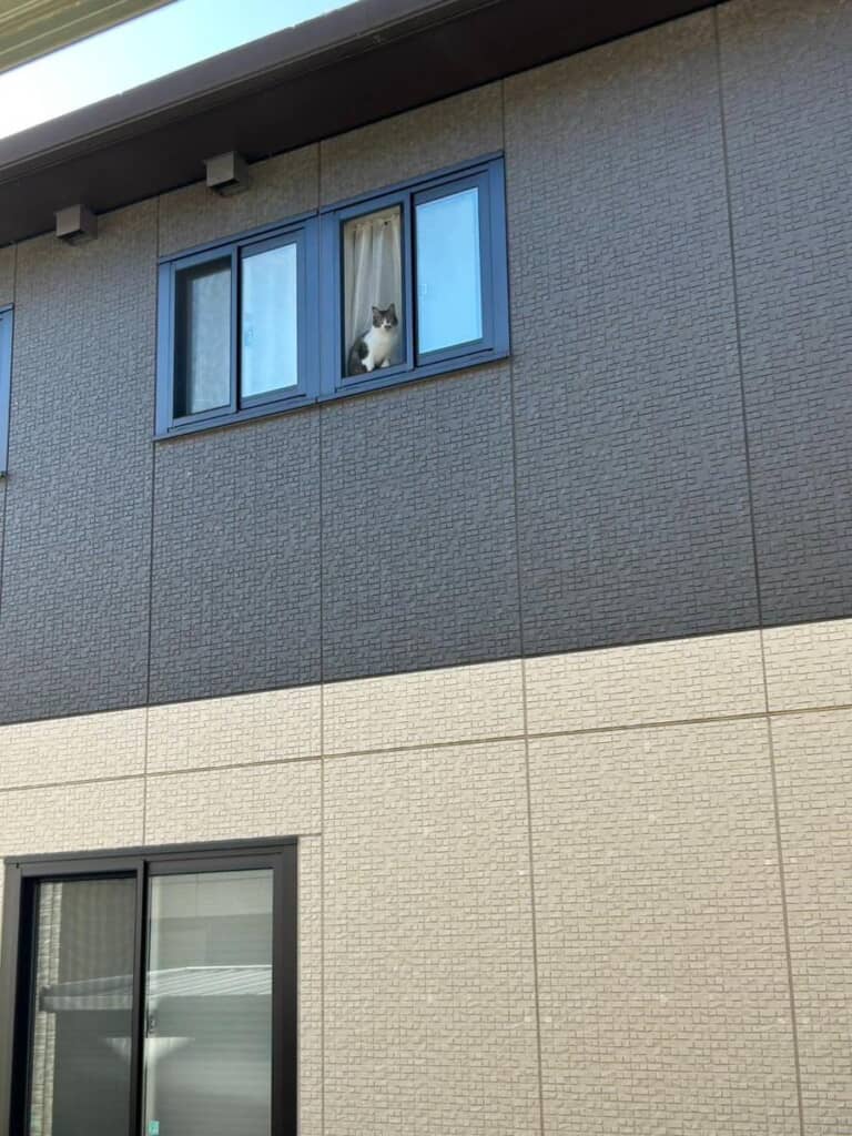 何度か目撃されています