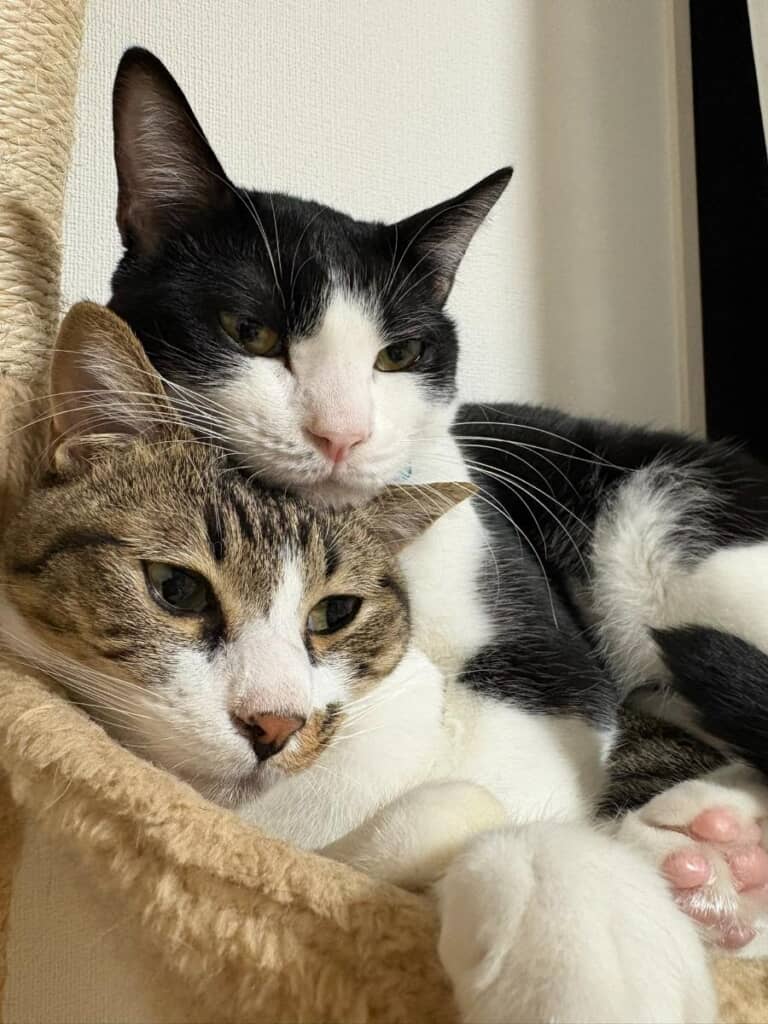飼い主「何してんの君たち」→お隣さんが送ってきた“まさかの1枚”に「見せびらかし」「ちゃんとカメラ目線」（画像） | 猫 ねとらぼ
