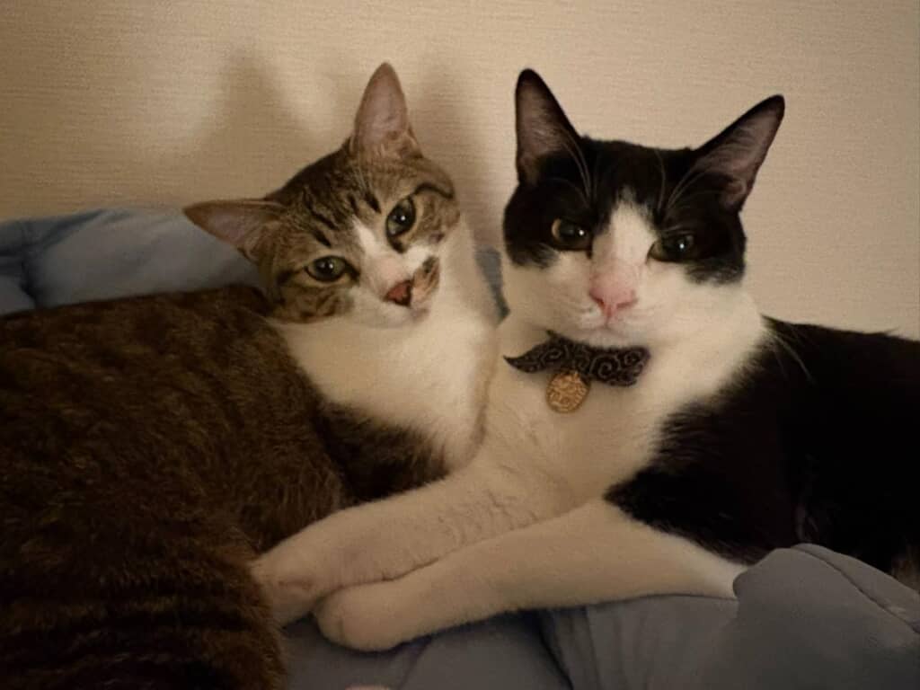 絵になる猫たち