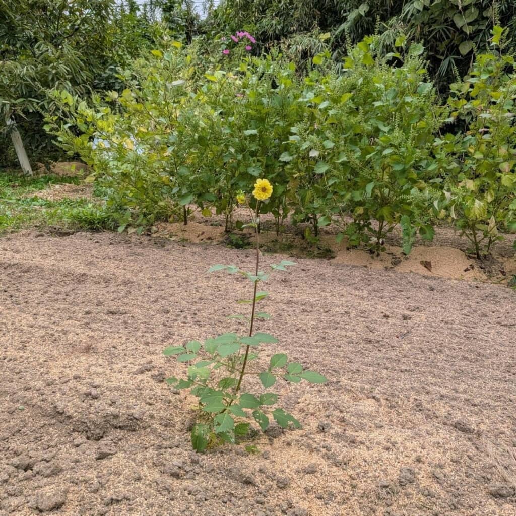 所有地に生えていた花