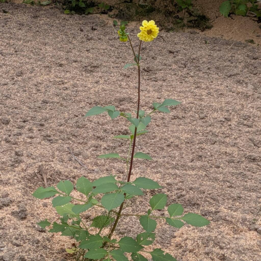 つまみ細工のような花びらが特徴的