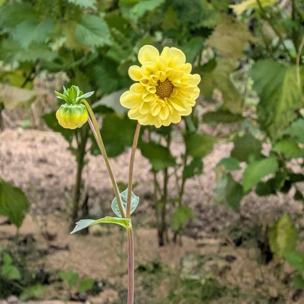 可憐な花とつぼみがかわいい