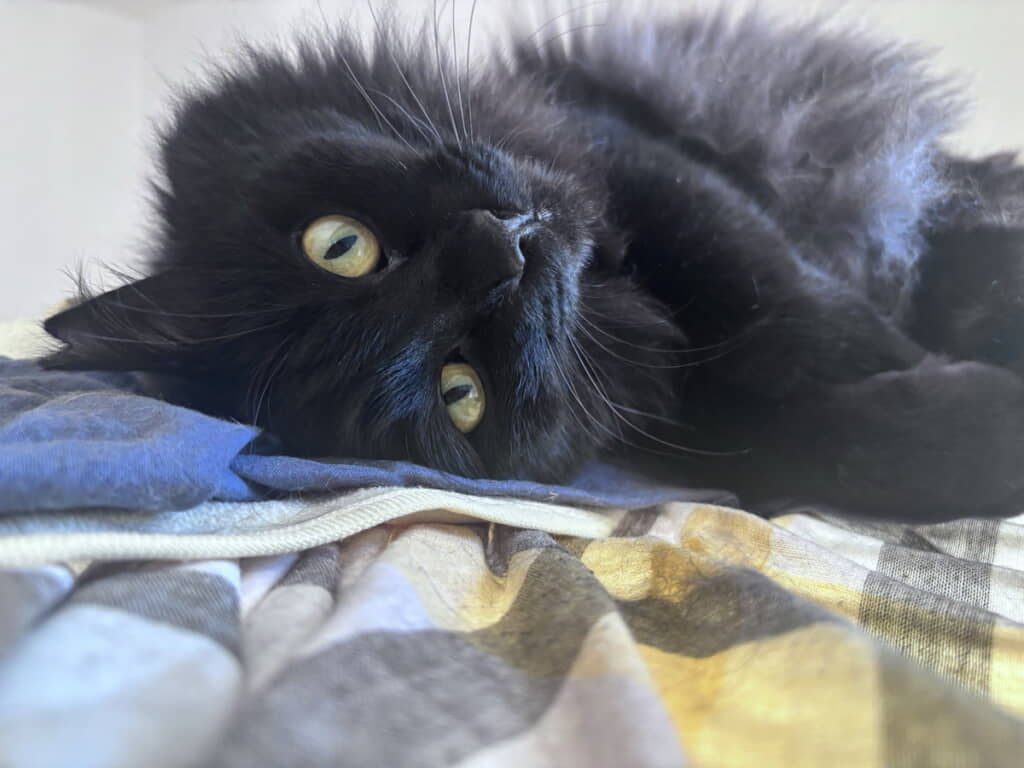 ふわふわ黒猫ちゃん
